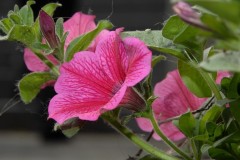 20090606-Namur-06_JPG