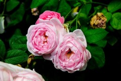 20100625-BBG-Coburg-063_JPG