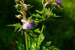 20100626-BBG-Coburg-164_JPG