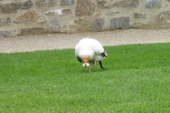 2018-09-08-Falkenhof_6581_EW