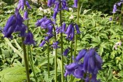 IMG-20210504-WA0011